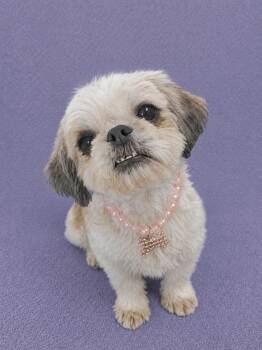 Buttercup -  Shih Tzu Dog for Adoption in Lodi, California - Buttercup | PetCurious