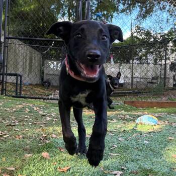 Twix -  Terrier and Mixed Breed Dog for Adoption in Sunrise, Florida - Twix | PetCurious