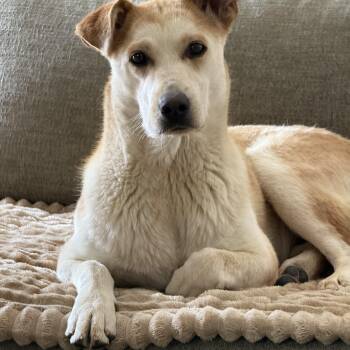 Kida -  Australian Cattle Dog Blue Heeler and German Shepherd Dog Dog for Adoption in Fort Collins, Colorado - Kida | PetCurious