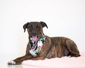 Rescue Dutch Shepherd and Labrador Retriever Dogs for Adoption in Scottsdale, Arizona - Lorelai | PetCurious