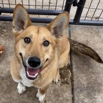 Rescue Shepherd and Cardigan Welsh Corgi Dogs for Adoption in Hanna City, Illinois - Jango | PetCurious