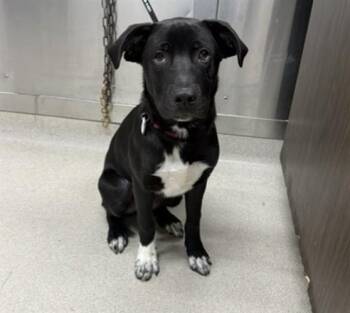 BUDDY -  Labrador Retriever and Mixed Breed Dog for Adoption in Fairbanks, Alaska - BUDDY | PetCurious