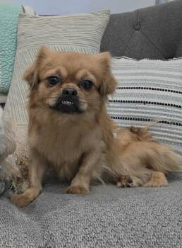 Rescue Japanese Chin Dogs for Adoption in Abbotsford, British Columbia - Lucas | PetCurious