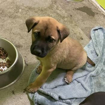 Maverick -  Shepherd and Labrador Retriever Dog for Adoption in Spokane, Washington - Maverick | PetCurious