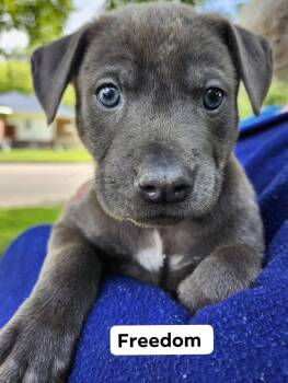Freedom -  Weimaraner and Pit Bull Terrier Dog for Adoption - Freedom | PetCurious