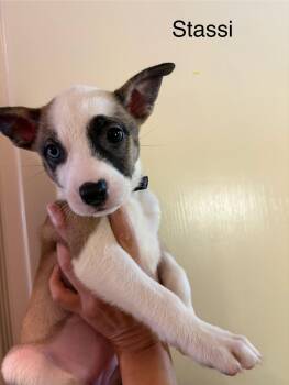 Rescue Shepherd Dogs for Adoption in Lakeside, California - Stassi | PetCurious