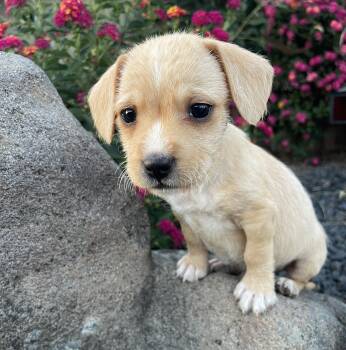 Beagle and Chihuahua Dogs Available for Adoption in Vacaville, California - Sammy | PetCurious
