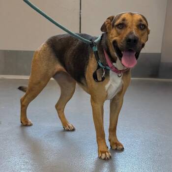 Sienna -  Mixed Breed Dog for Adoption in Sarasota, Florida - Sienna | PetCurious