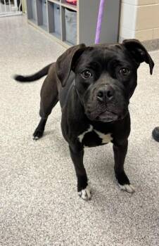 Boxer and Pit Bull Terrier Dogs Available for Adoption in Georgetown, Ohio - Violet | PetCurious
