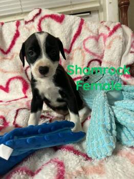 Labrador Retriever Dogs Available for Adoption in Pomfret, Connecticut - SHAMROCK | PetCurious