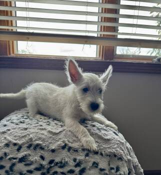 Remy -  West Highland White Terrier Westie Dog for Adoption in North Freedom, Wisconsin - Remy | PetCurious