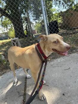 BEE -  Pit Bull Terrier and Mixed Breed Dog for Adoption in Oklahoma City, Oklahoma - BEE | PetCurious