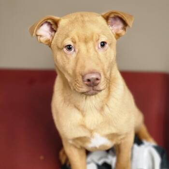 Labrador Retriever Dogs Available for Adoption - Pill Pocket | PetCurious