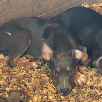 Orwin -  Pit Bull Terrier Dog for Adoption in Anahuac, Texas - Orwin | PetCurious
