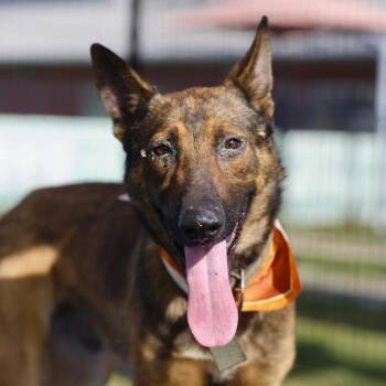 KIPPERS -  Belgian Shepherd Malinois Dog for Adoption in San Antonio, Texas - KIPPERS | PetCurious