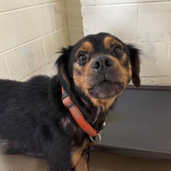 Shepherd and Mixed Breed Dogs Available for Adoption in Tuscaloosa, Alabama - TUSC-Stray-84384 | PetCurious