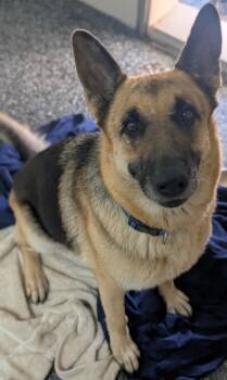 Rescue German Shepherd Dog and Mixed Breed Dogs for Adoption in Buchanan Dam, Texas - Shira | PetCurious