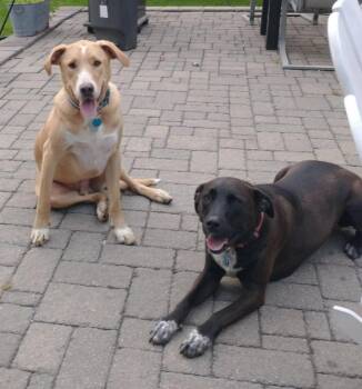Boeing & Diamond **COURTESY LISTING** -  Labrador Retriever and Australian Cattle Dog Blue Heeler Dog Available for Adoption in Peru, New York - Boeing & Diamond **COURTESY LISTING** | PetCurious