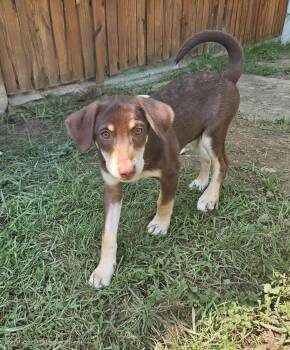 Rolo -  Husky Dog for Adoption in Ottawa Hills, Ohio - Rolo | PetCurious