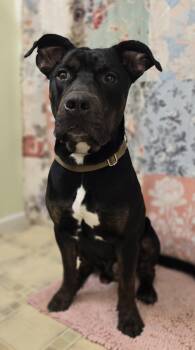 American Staffordshire Terrier Dogs Available for Adoption in Keyser, West Virginia - ASH | PetCurious