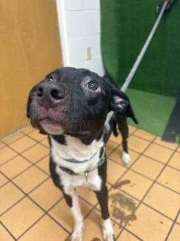 Pit Bull Terrier and Mixed Breed Dogs Available for Adoption - Nina | PetCurious