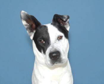 JONAS -  Australian Shepherd and Cattle Dog Dog for Adoption in Pasadena, California - JONAS | PetCurious