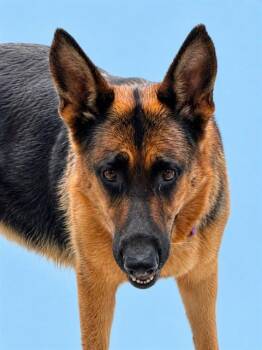 TRIXIE -  German Shepherd Dog Dog for Adoption in Westminster, Maryland - TRIXIE | PetCurious