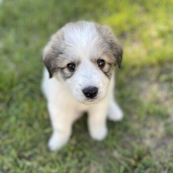 Goldie -  Great Pyrenees Dog for Adoption in Richmond, Virginia - Goldie | PetCurious
