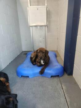 Benjamin -  American Staffordshire Terrier Dog for Adoption in Kingman, Arizona - Benjamin | PetCurious