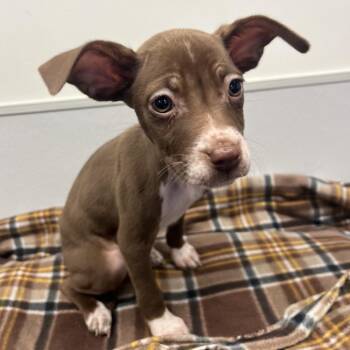 Thea -  Chihuahua and Mixed Breed Dog for Adoption in Tampa, Florida - Thea | PetCurious
