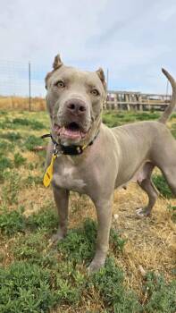 Pit Bull Terrier Dogs Available for Adoption in Othello, Washington - Willow: Ridge Dog Graduate From Local Prison Training Program | PetCurious