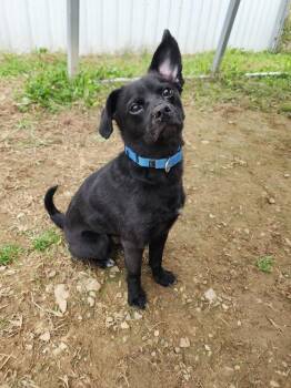 Duncan -  Terrier Dog for Adoption in Evansville, Indiana - Duncan | PetCurious
