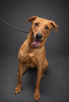 Doberman Pinscher and Rhodesian Ridgeback Dogs Available for Adoption - Tatum | PetCurious