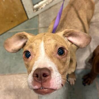 Butter Bean -  Mixed Breed Dog for Adoption in Chattanooga, Tennessee - Butter Bean | PetCurious