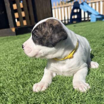 Snoopy -  Boxer Dog for Adoption in Woodinville, Washington - Snoopy | PetCurious