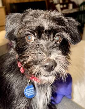 Boo -  Cairn Terrier Dog for Adoption in Portland, Oregon - Boo | PetCurious
