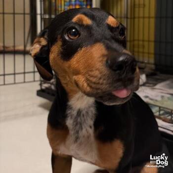 Prada -  Chihuahua Dog for Adoption in Washington, District Of Columbia - Prada | PetCurious