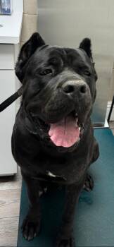 Cane Corso Dogs Available for Adoption in Hermosa Beach, California - Biggie | PetCurious