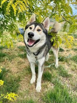 Lucky -  Siberian Husky Dog for Adoption in Salem, Oregon - Lucky | PetCurious