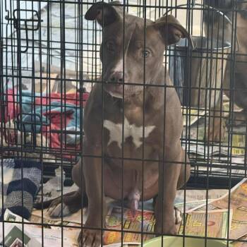 Mixed Breed Dogs Available for Adoption - Rollins Stray Hold 4/15 | PetCurious