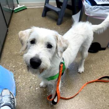 Suki -  Mixed Breed Dog for Adoption in Skokie, Illinois - Suki | PetCurious