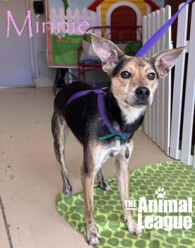 Rescue Catahoula Leopard Dog and Chihuahua Dogs for Adoption in Groveland, Florida - Minnie | PetCurious