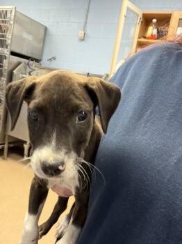 Selenite -  Mixed Breed Dog for Adoption in Chamblee, Georgia - Selenite | PetCurious