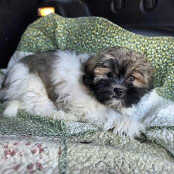 Zig Zag -  Shih Tzu and Mixed Breed Dog for Adoption in Wadena, Minnesota - Zig Zag | PetCurious