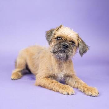 Bert -  Terrier and None Dog for Adoption in Portland, Oregon - Bert | PetCurious