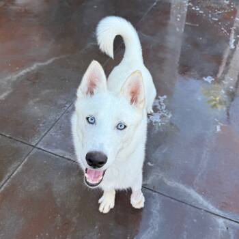 Rescue Husky Dogs for Adoption in Palm Springs, California - Mork | PetCurious