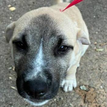 Helene -  Mastiff and Mixed Breed Dog for Adoption in Wadena, Minnesota - Helene | PetCurious