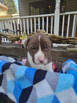 Rescue American Bully and Husky Dogs for Adoption in Jeffersonville, New York - Edison | PetCurious