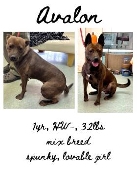 Rescue Mixed Breed Dogs for Adoption in Albany, Georgia - Avalon | PetCurious