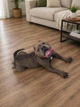 American Bully Dogs Available for Adoption in Houston, Texas - Bubbles | PetCurious